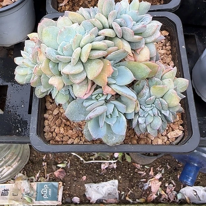 灿***花青蛙王子儿童牙膏11