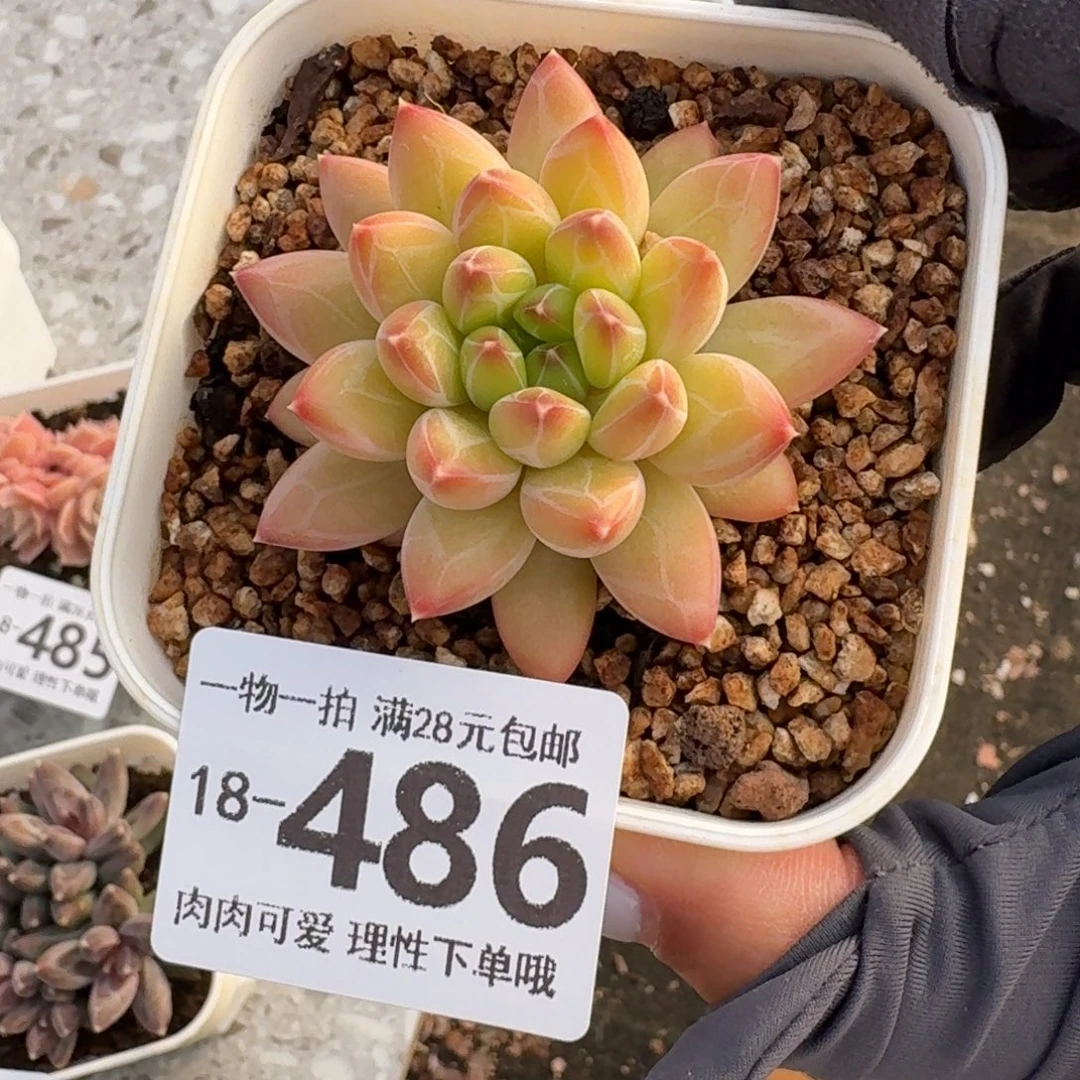 胖体青花瓷无盆土发货无