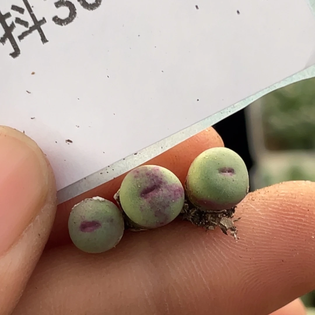 30-154嘴多肉植物肉锥