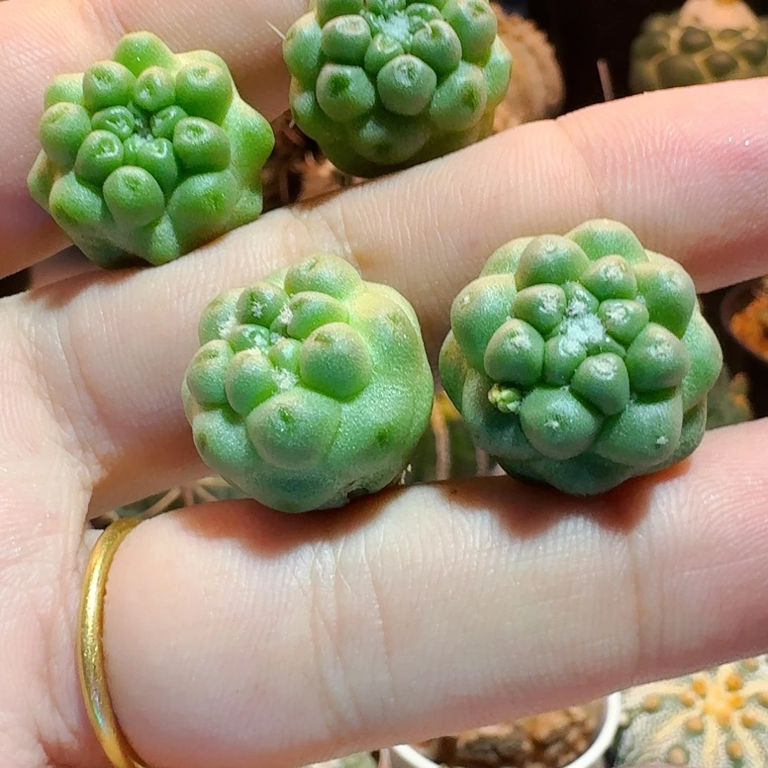 无刺蓬莱宫，一颗专拍，