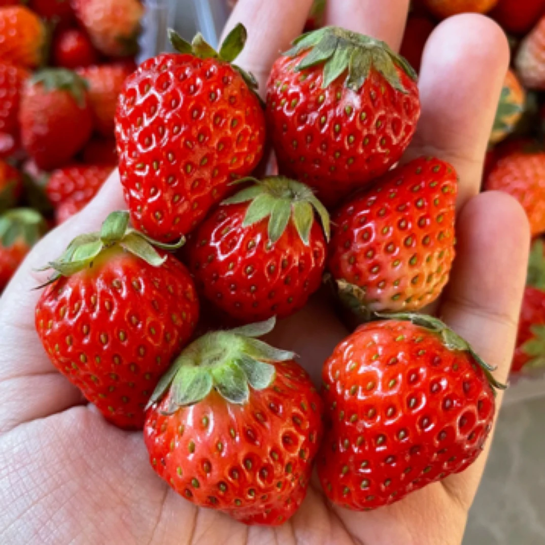 山东红颜中果草莓1盆2斤左右
