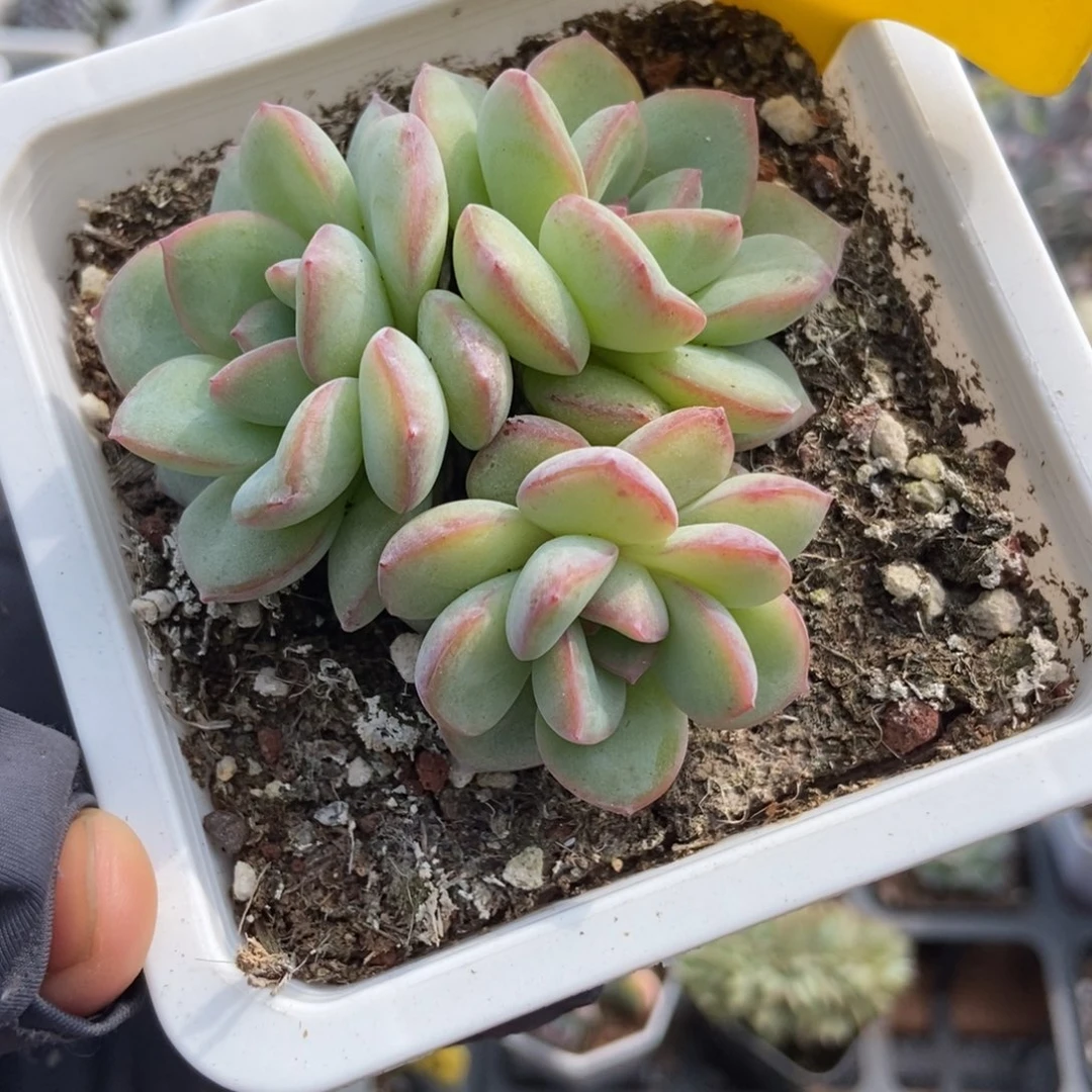 631泡芙多肉植物多肉