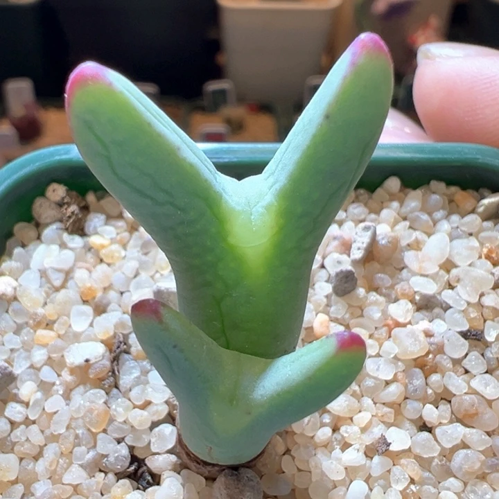 742。 优选ssg0136正版尖儿皮卡丘。