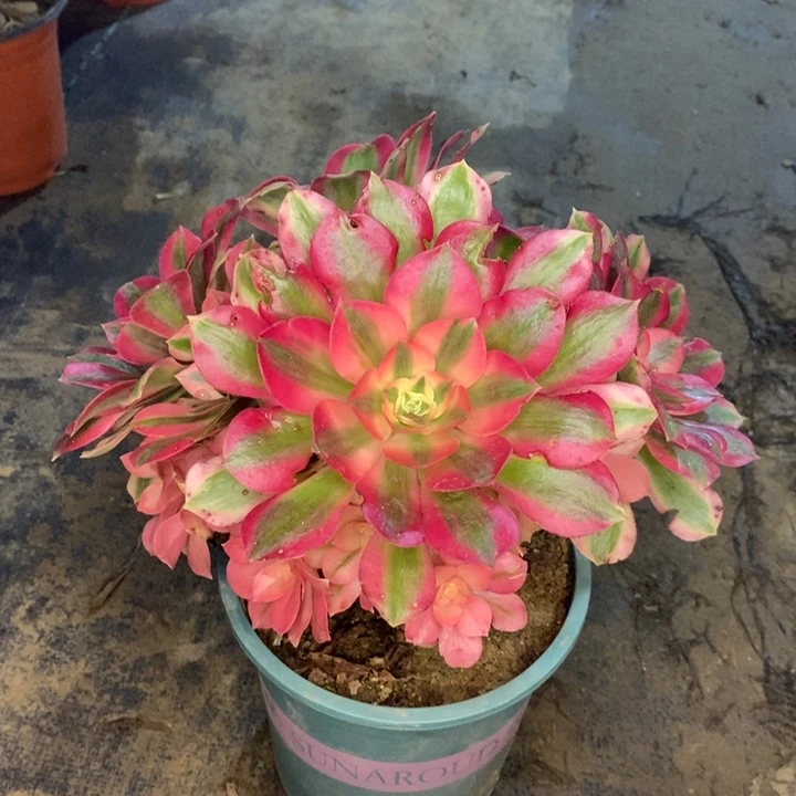 粉女巫多肉植物30。