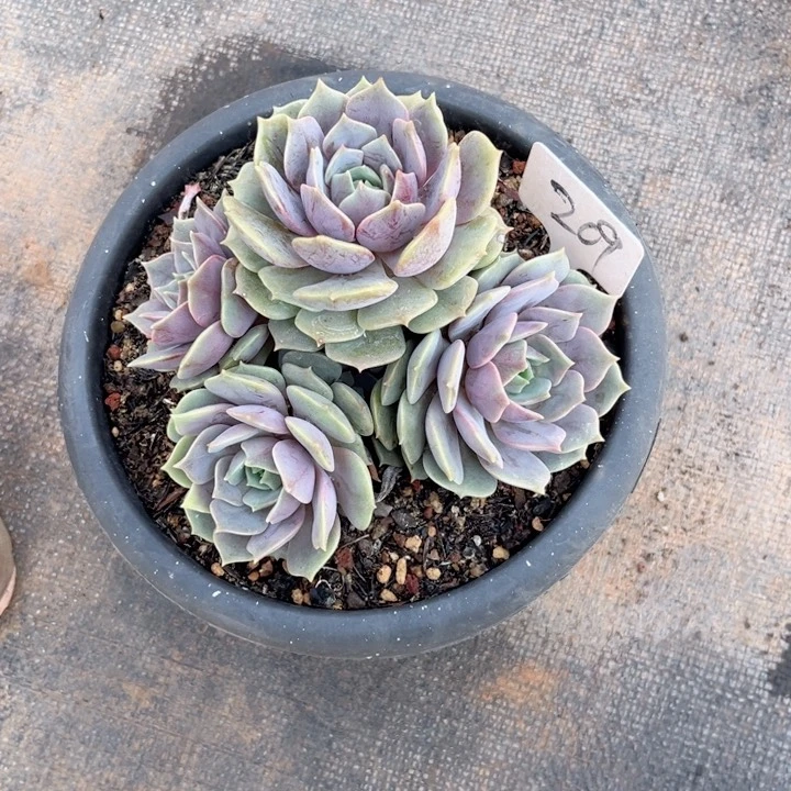 晨语多肉一物一拍209