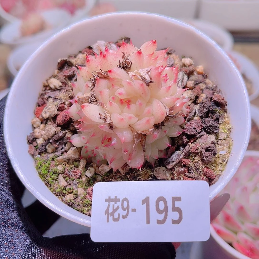 花利美9-195海王