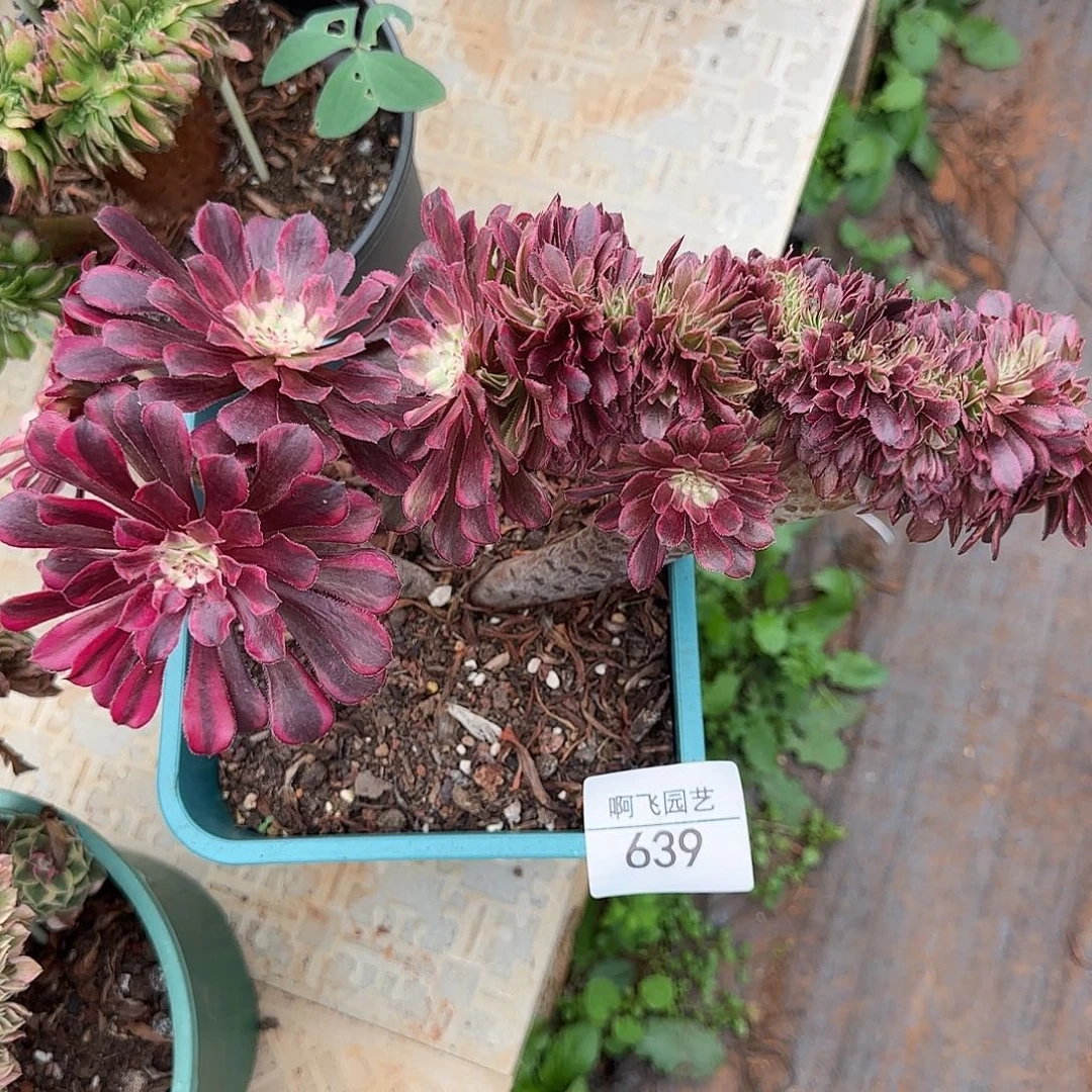 639多肉 黑暗女神缀