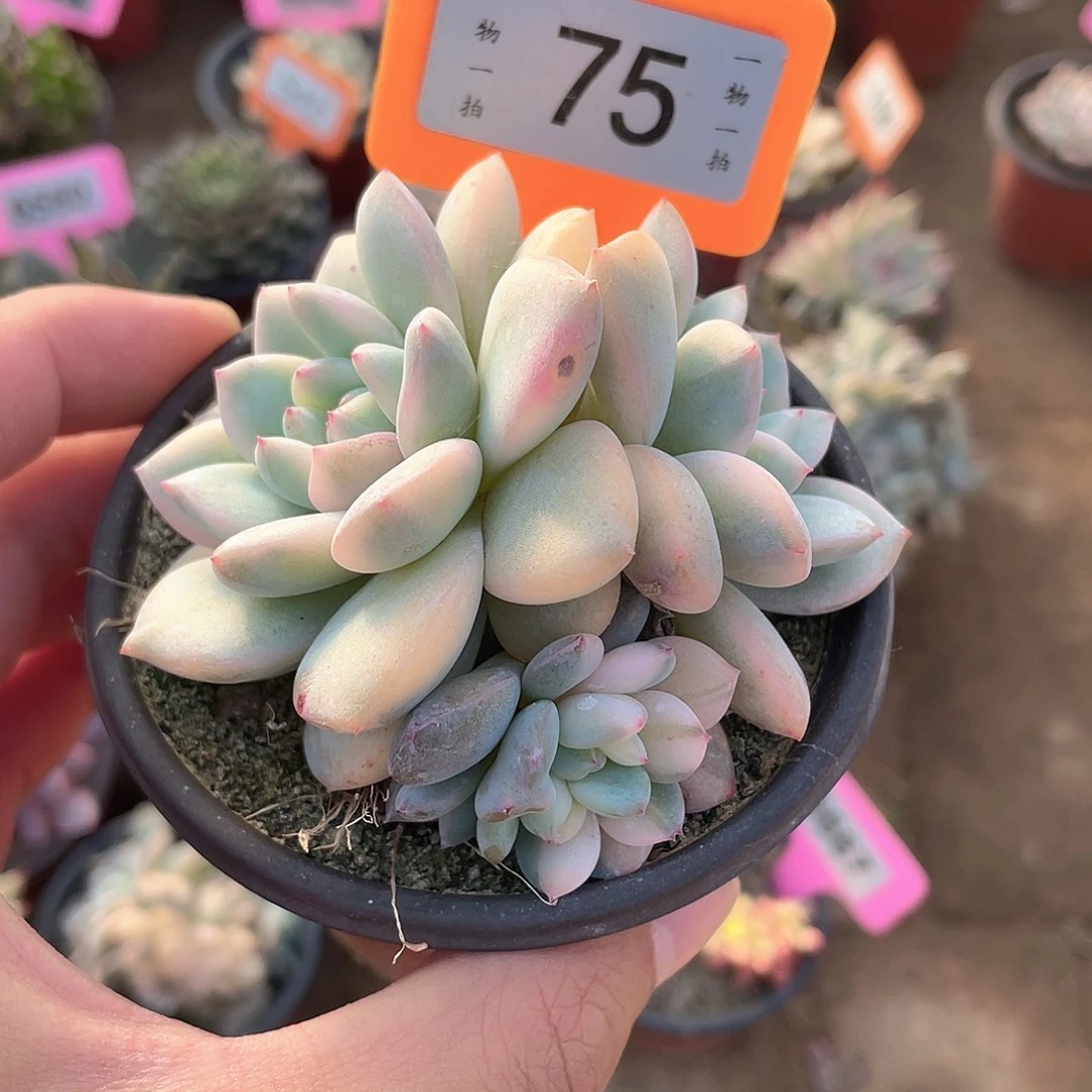 ****给75号多肉植物盆栽