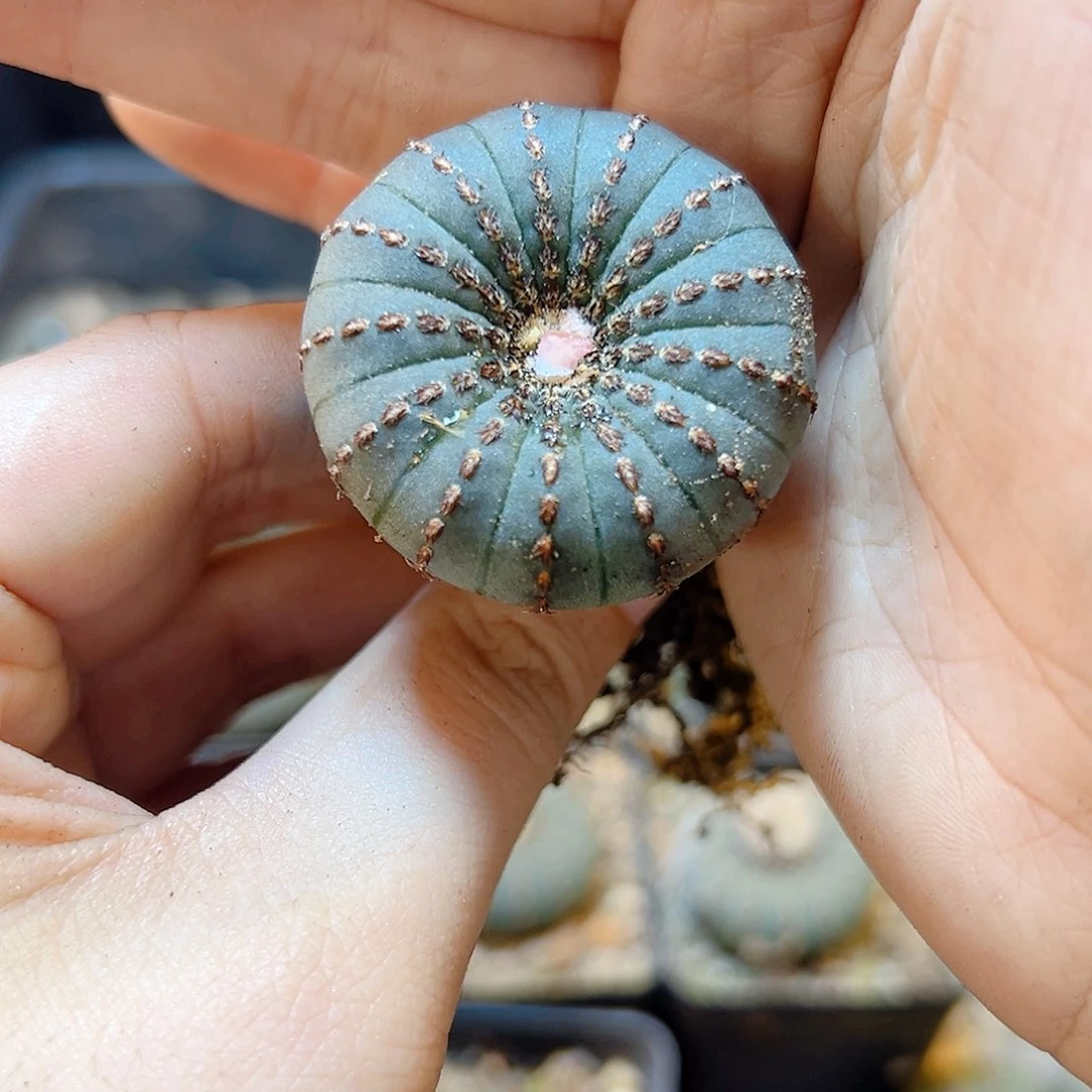 实生大型士童3公分1颗