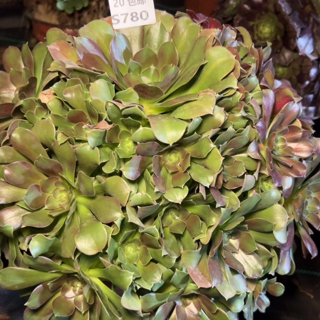 芳***菲780拿铁，多肉法师