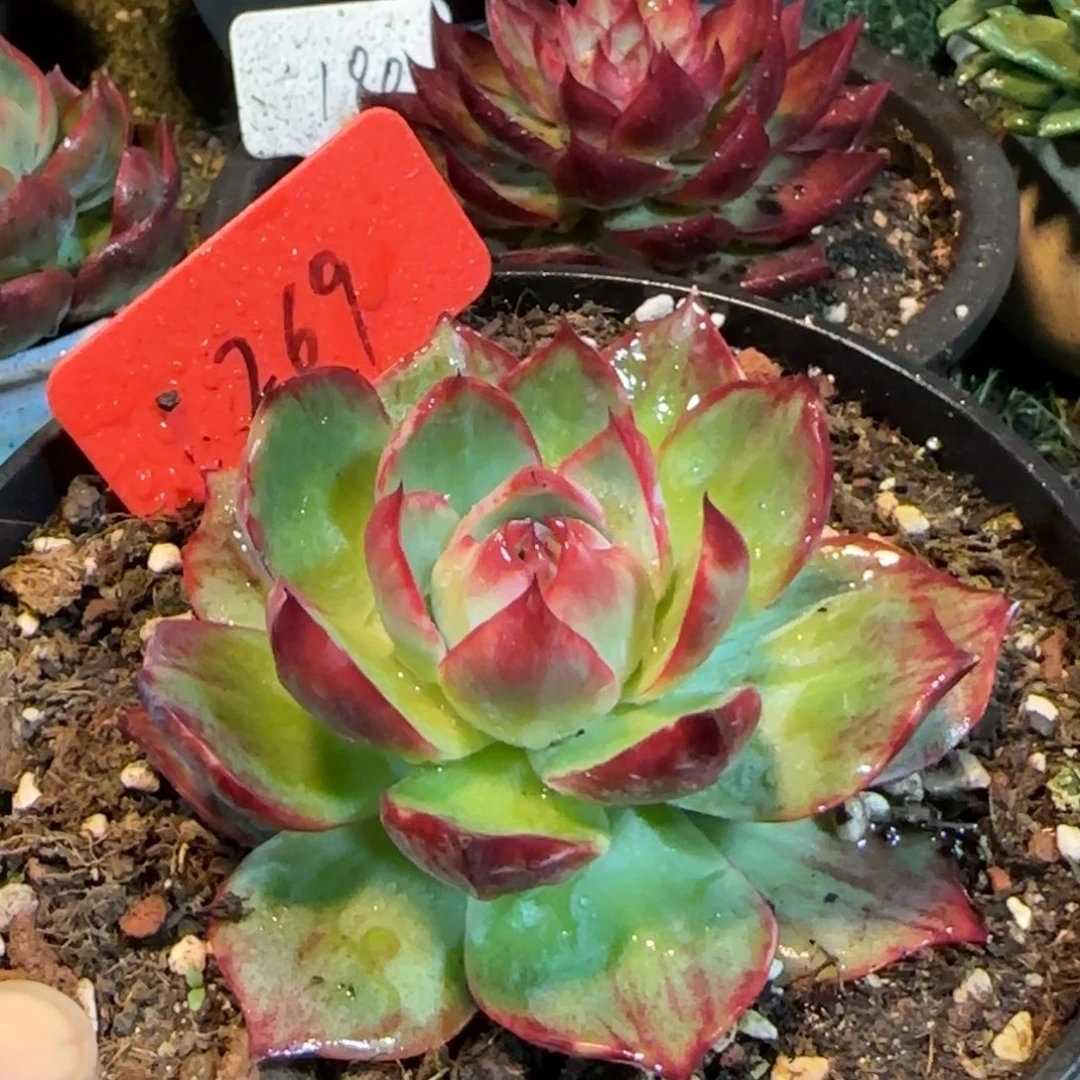 惊鸿一物一拍包装收缩花旱269