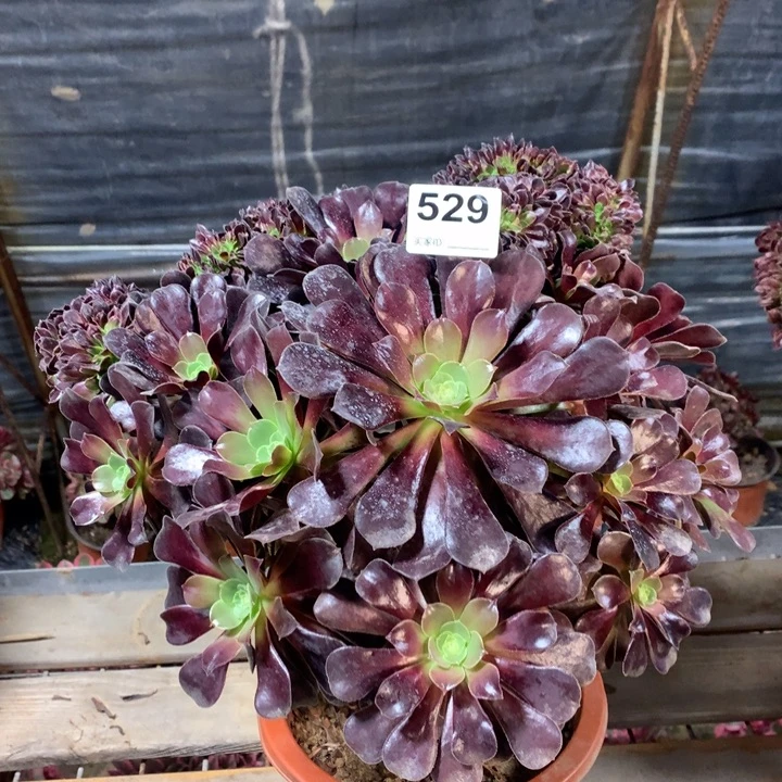 529欧紫缀多肉法师