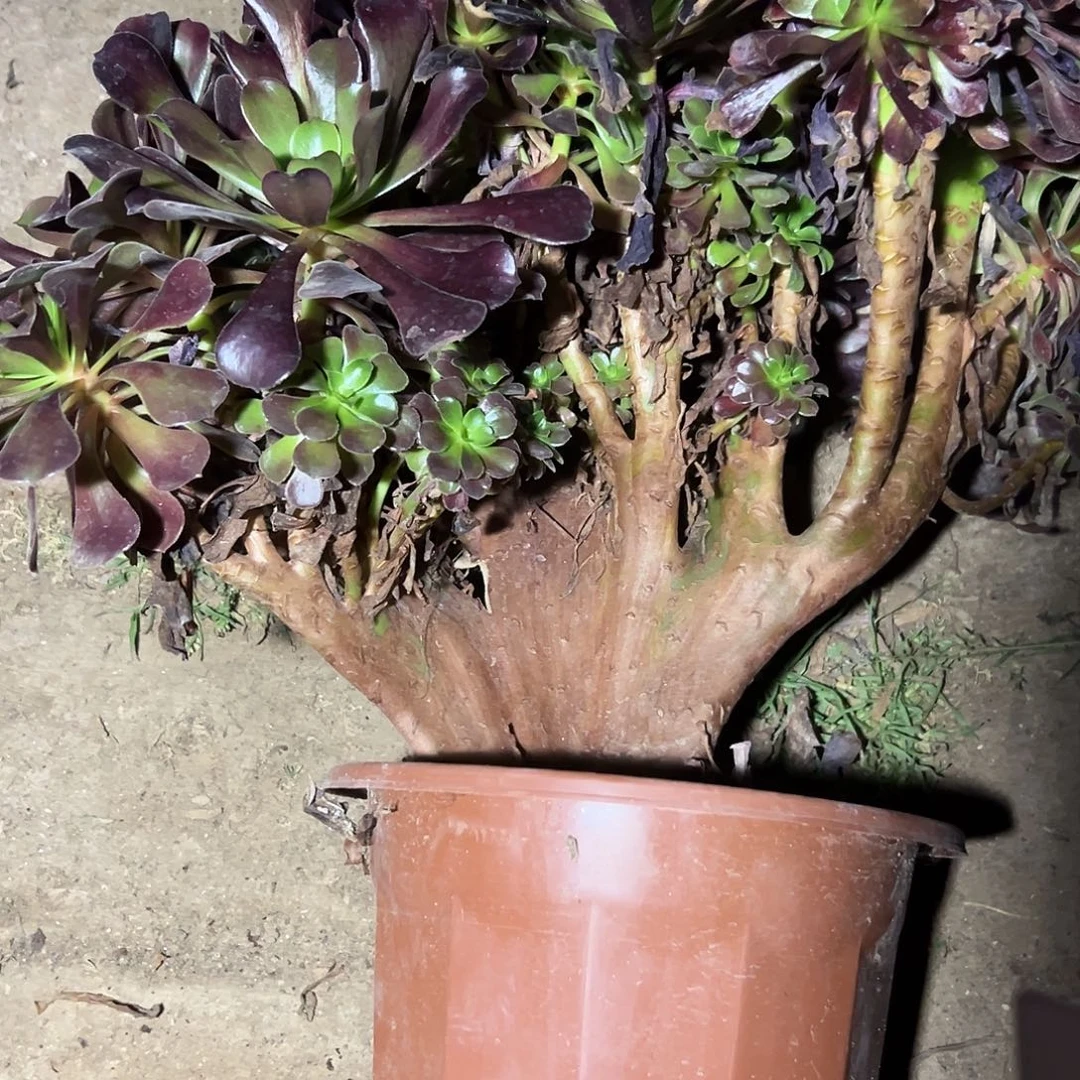 @***李多305肉植物欧子缀花