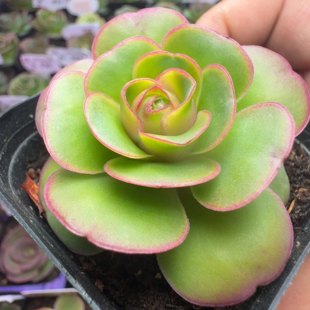 楹楹-486冠幅  5cm