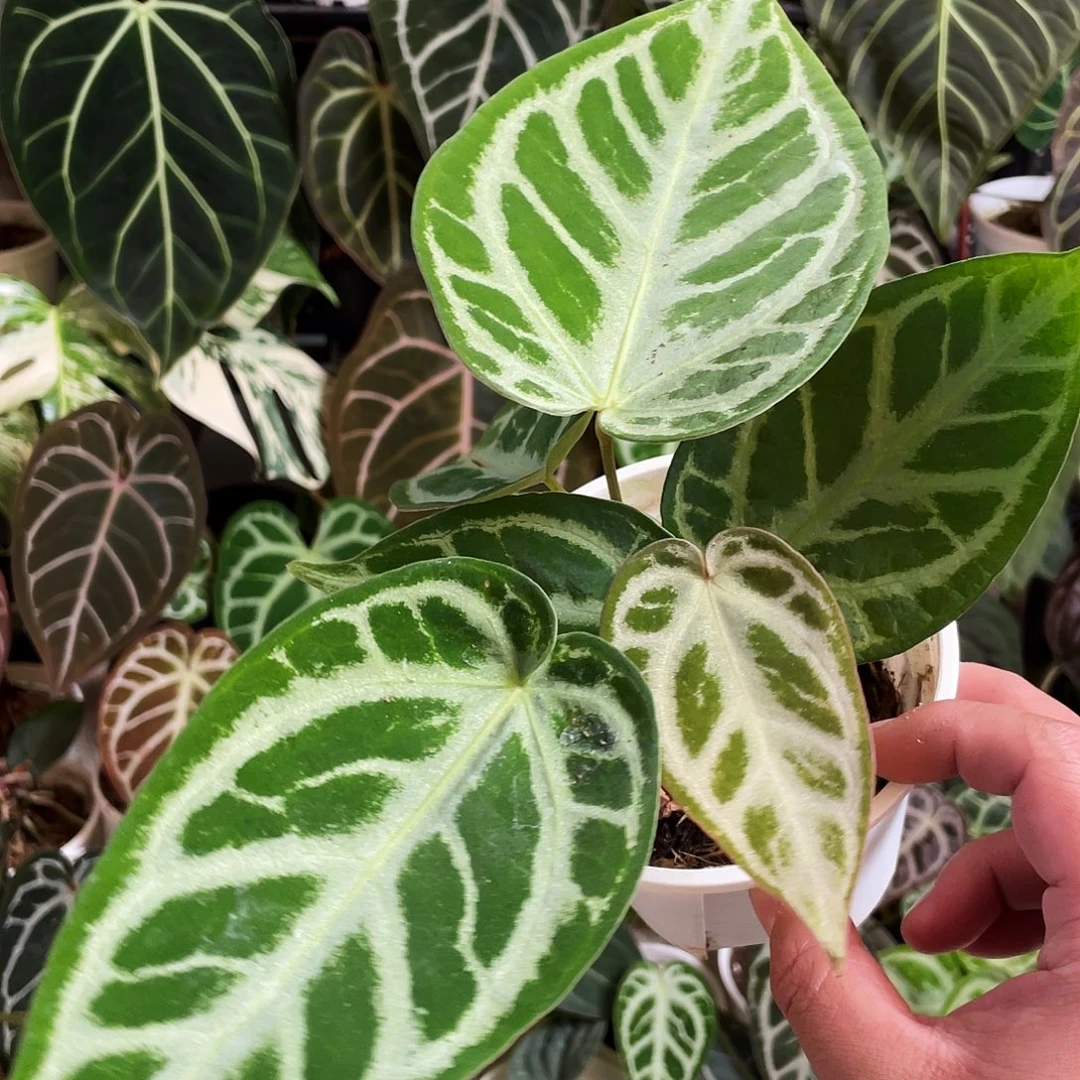 完全开放银刷子花烛