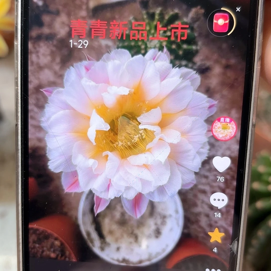 彩草1-29号6公分左右