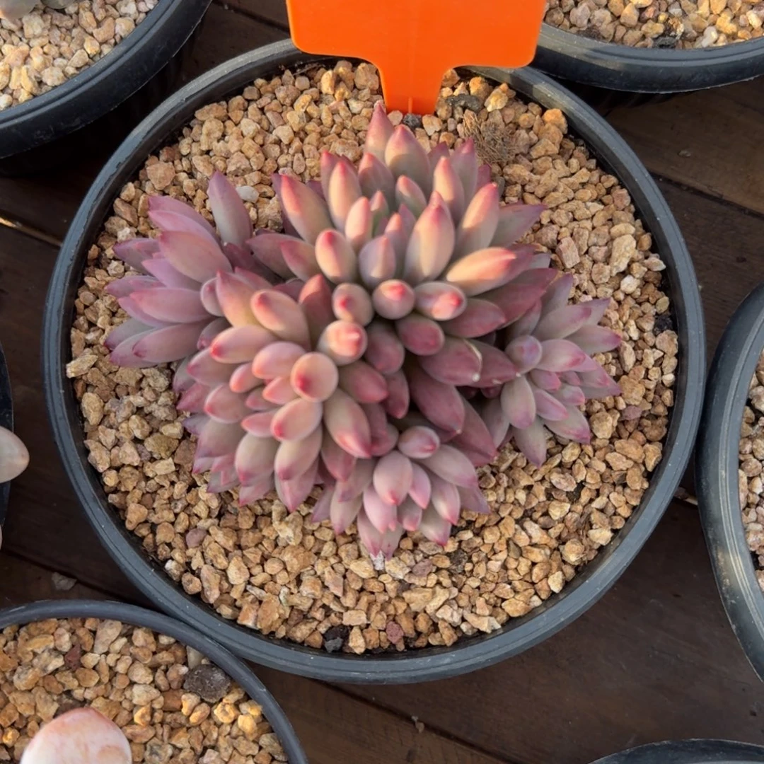 特价虞美人11111111111