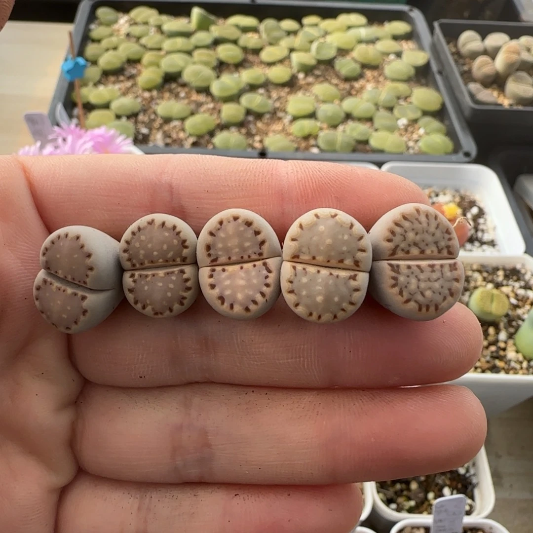 11.11。爱萌一抓子饼干混生石花。8009