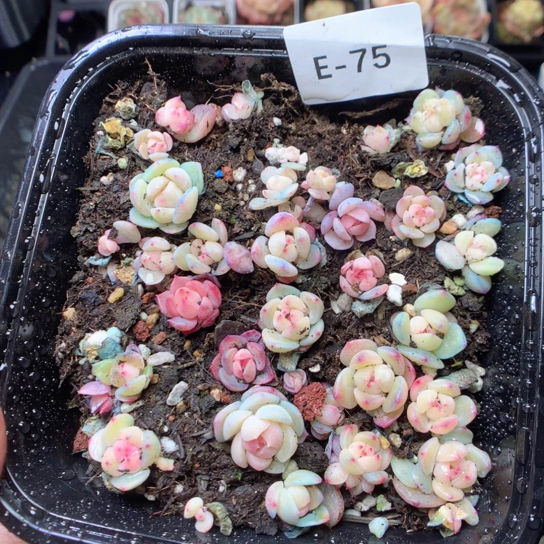 无花朵E75 yyyyyyyy