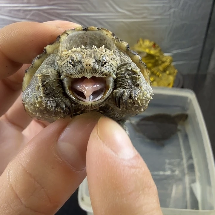 小鳄龟母不分公母，蛤蟆脸大粗刺小亚成白佛