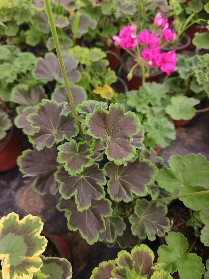 ［黑天鹅］彩叶天竺葵盆栽