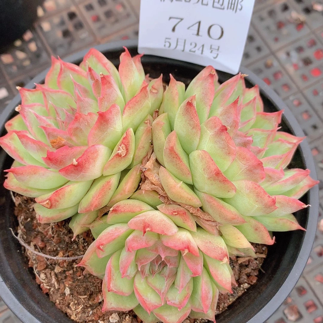 【闪购商品】云740号