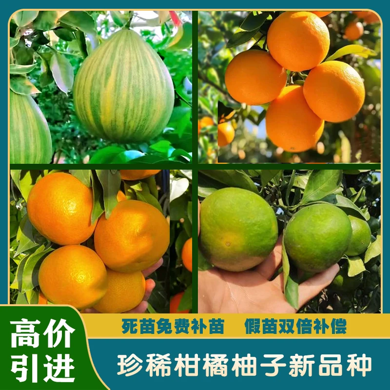 花皮柚/易剥橙/爱媛62柑橘/国庆红杂柑/四个橘橙柚珍稀新品种果苗