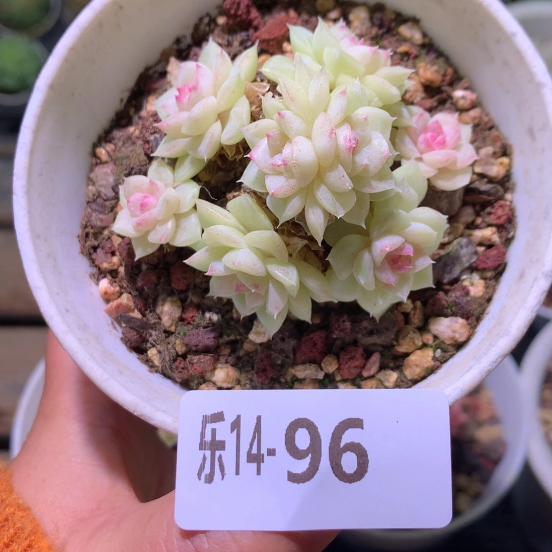 乐然14-96 白天鹅群