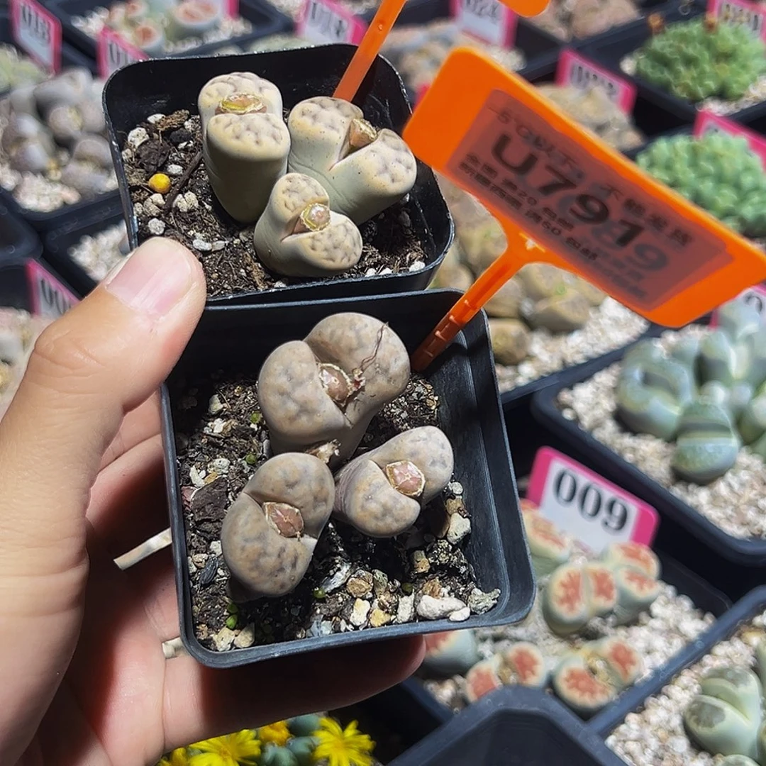 790.791 一物一拍，默认有伤，介意勿拍，不退不换