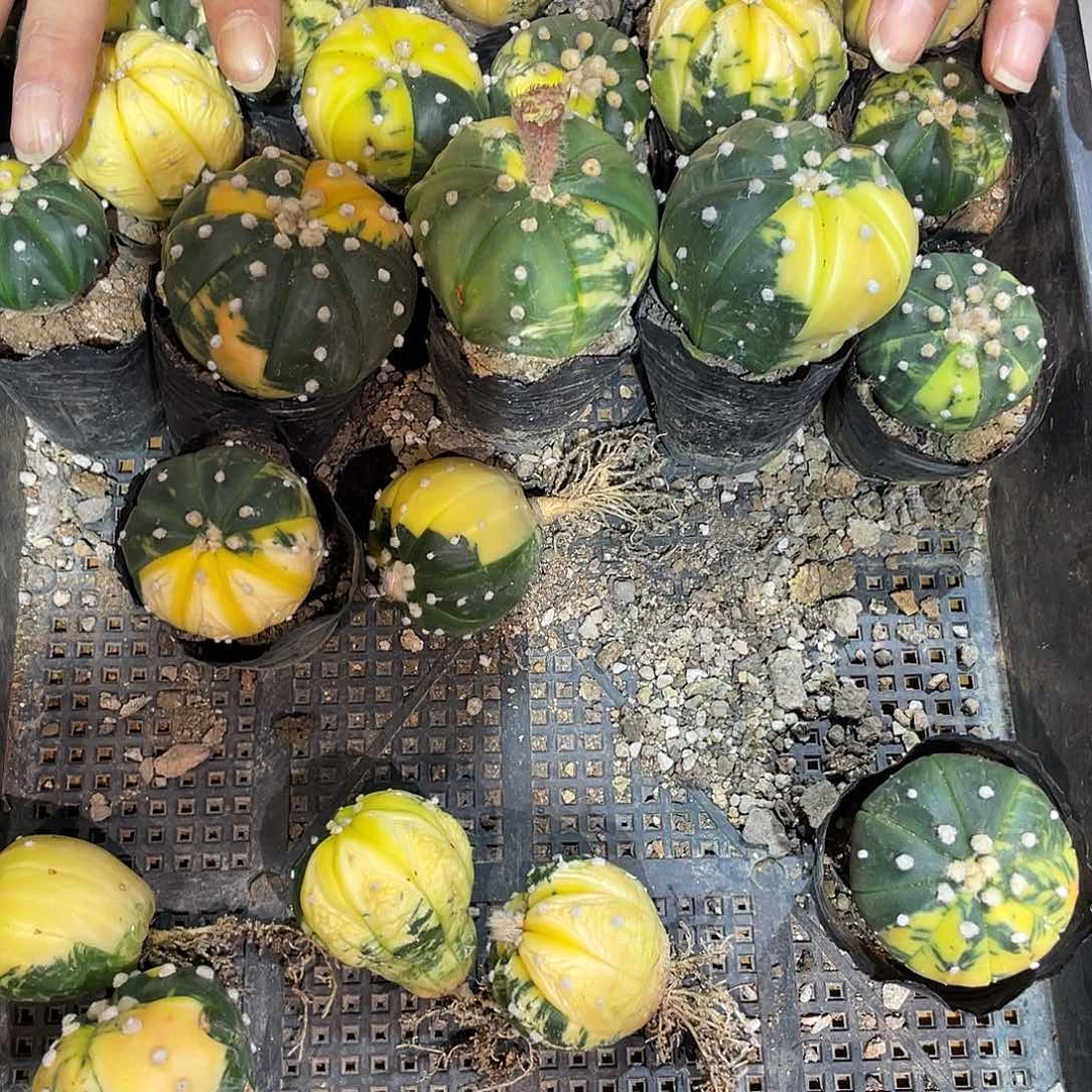 4cm实生福利好好兜锦