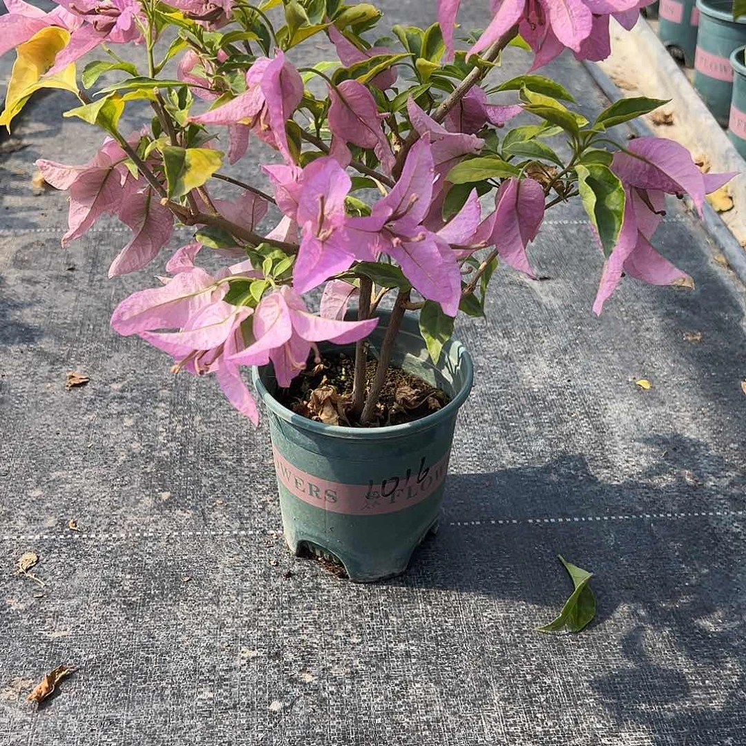 一***落完全开放双杆 金斑叶新加坡大宫粉1016