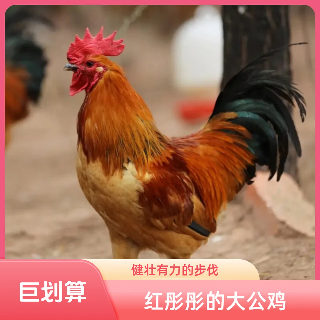 生态散养黑脚土公鸡正宗跑山鸡溜达鸡128发2只净重7斤以上