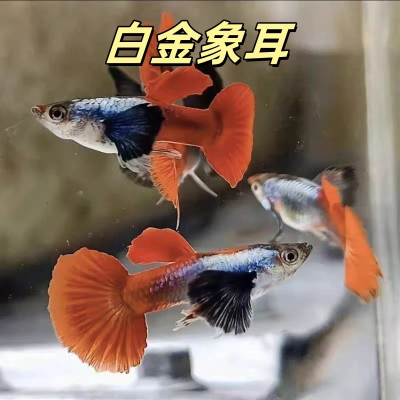 【白金象耳孔雀鱼】成年孔雀鱼能生小鱼好养耐活观赏鱼热带鱼