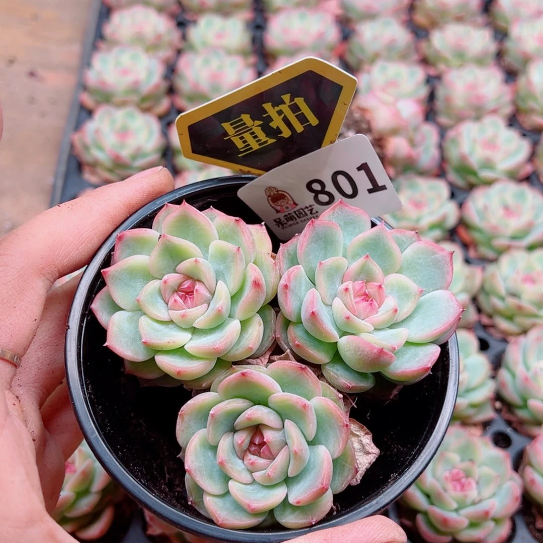 多肉植物多肉植物