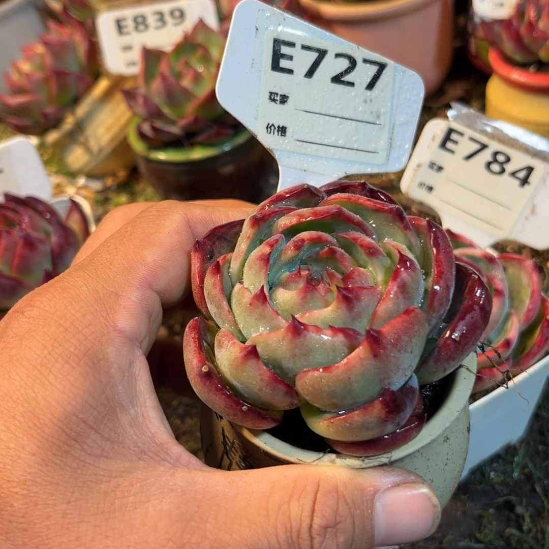 烦**无惊鸿一瞥727号多肉