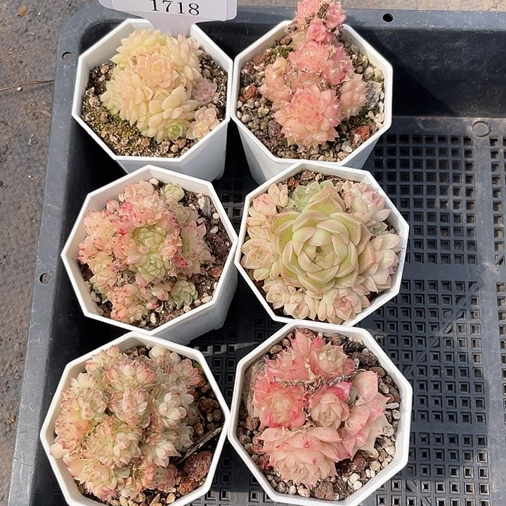 薇薇安园艺多肉1718