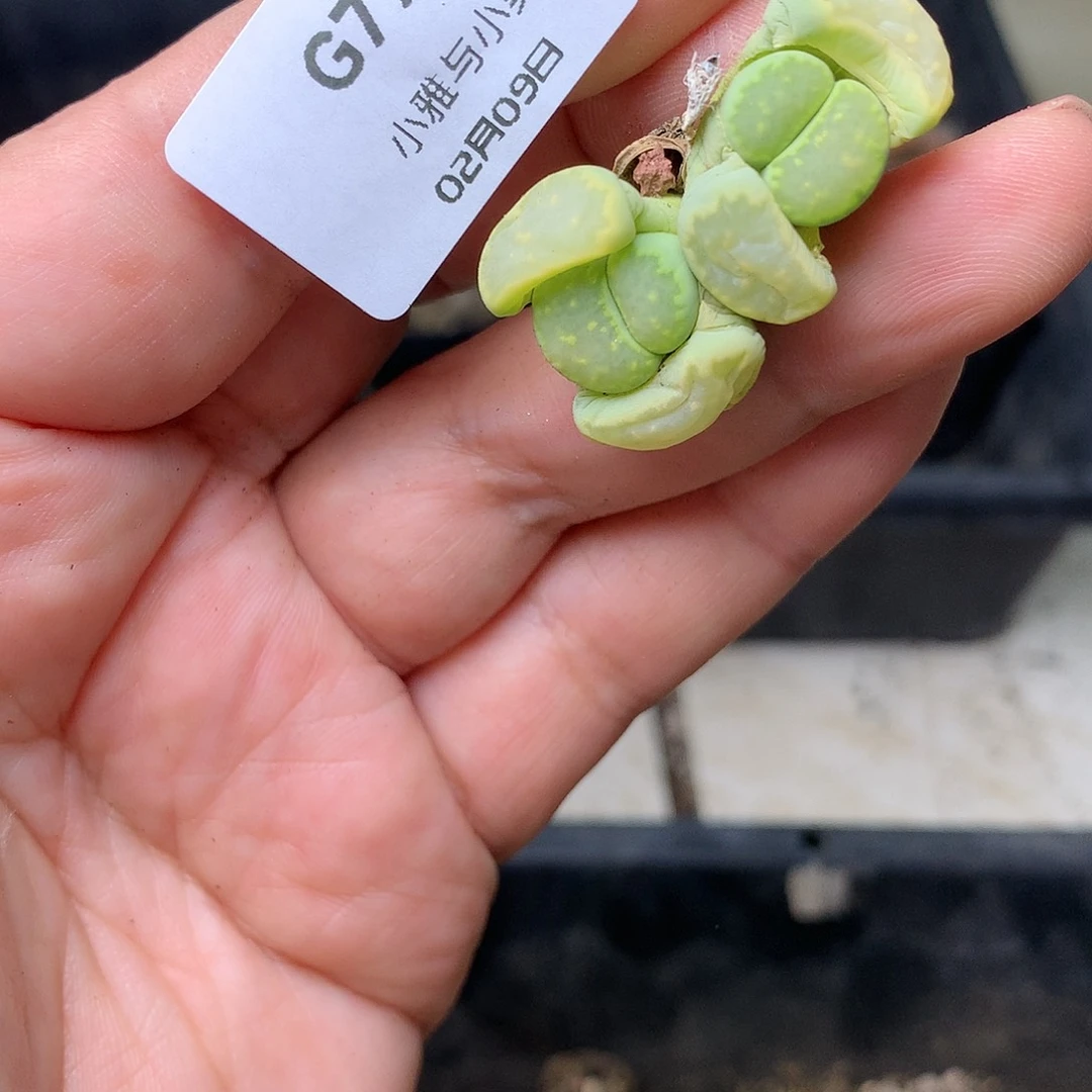 G79多肉植物保护研究所