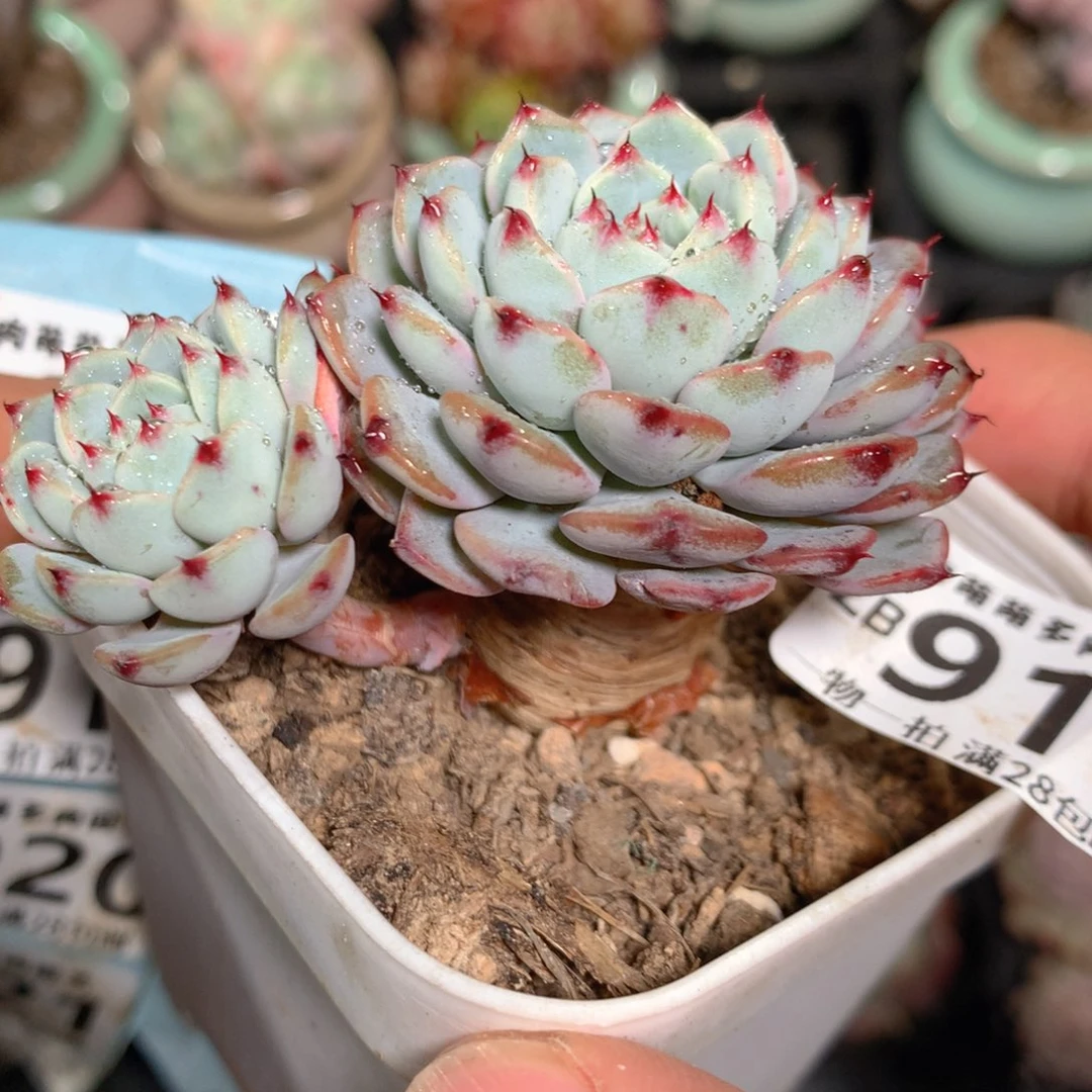 5CM拇指盆精控多肉ZB817