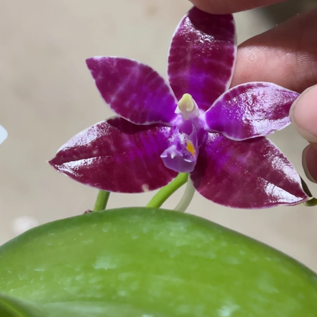 完全开放SWR红路德-1462