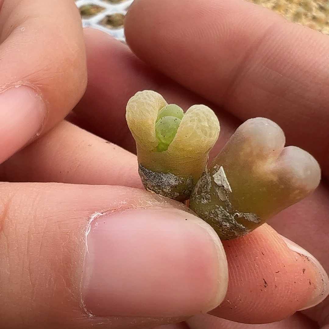 0000量拍i1风铃1颗帕法德10Km