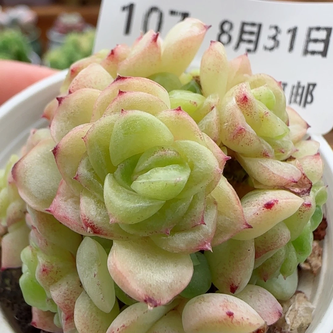 花语逸镜0831-107散