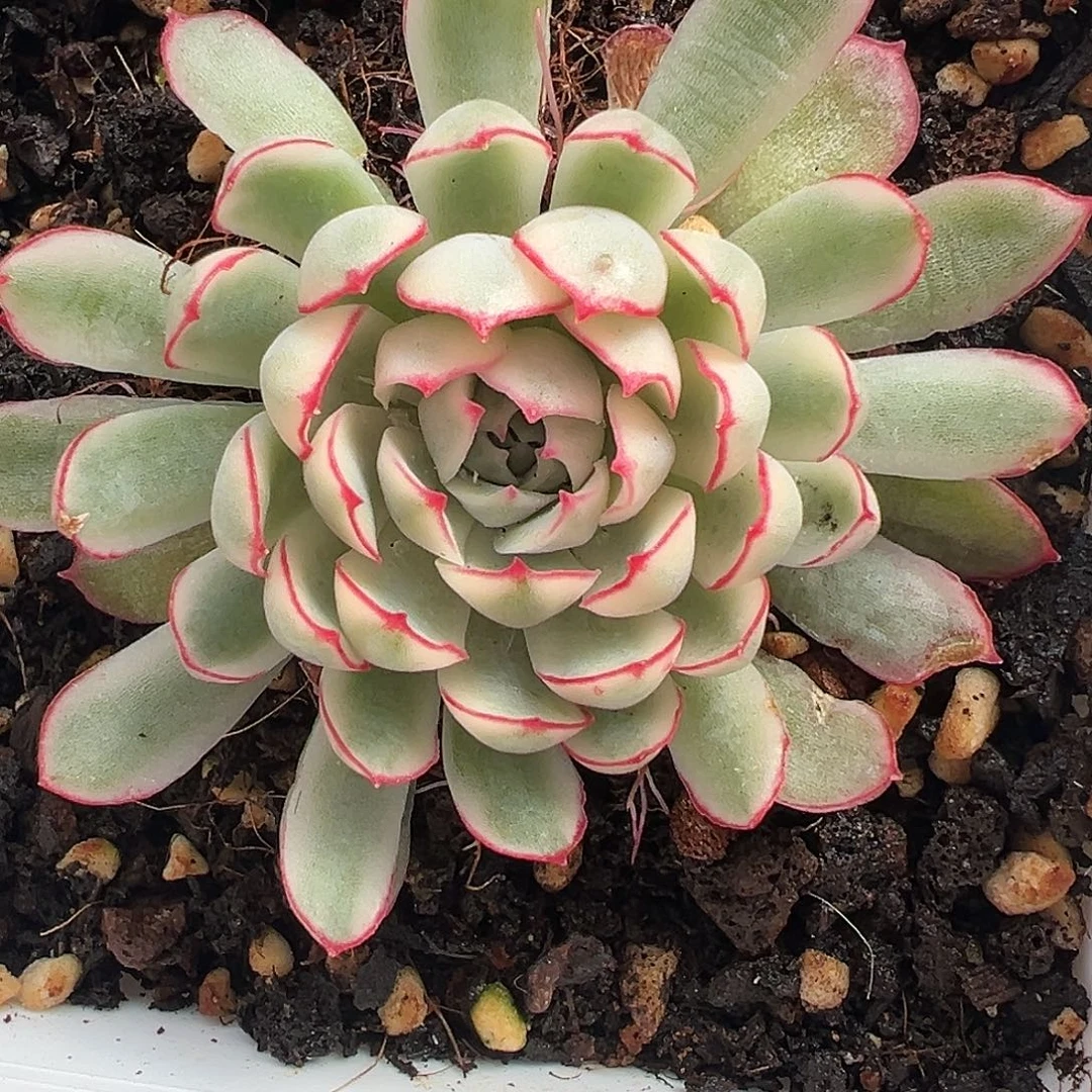 梦幻玫瑰锦白锦多肉