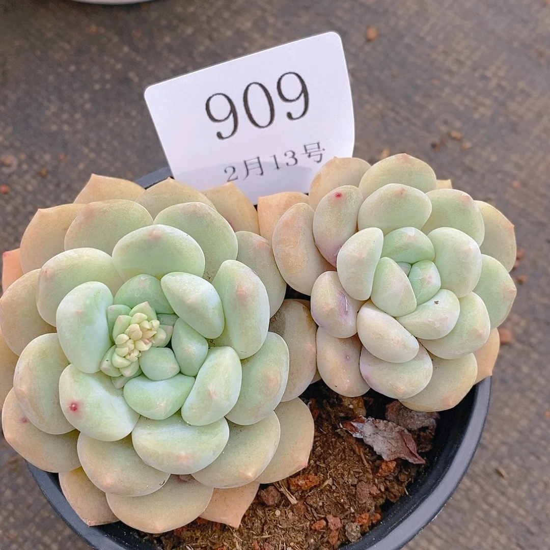 【闪购商品】云909