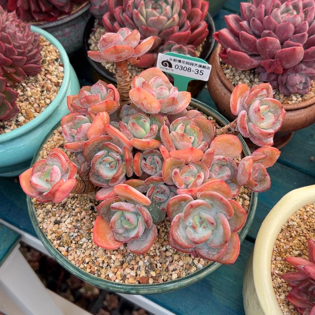 多肉一物一拍0308-35