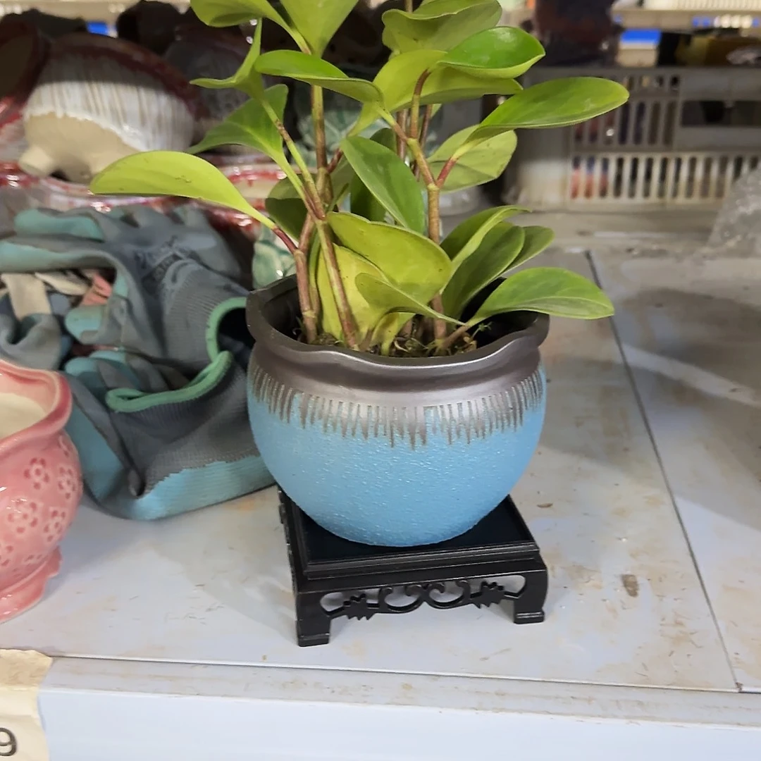 送塑料托盘，凑9元发不含花