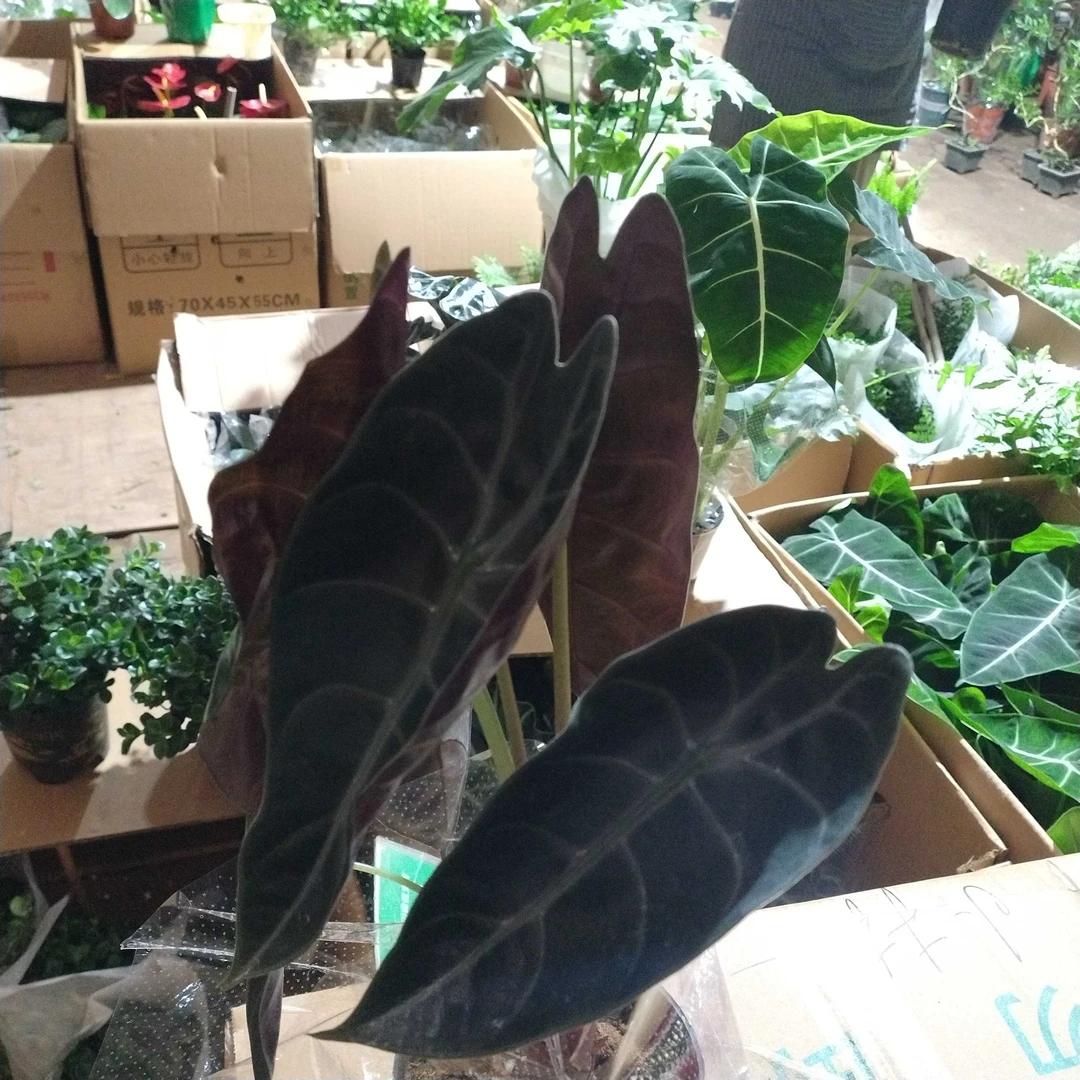 小众ins风超清新海芋绿植盆栽室内净化空气好养耐阴苏拉威西