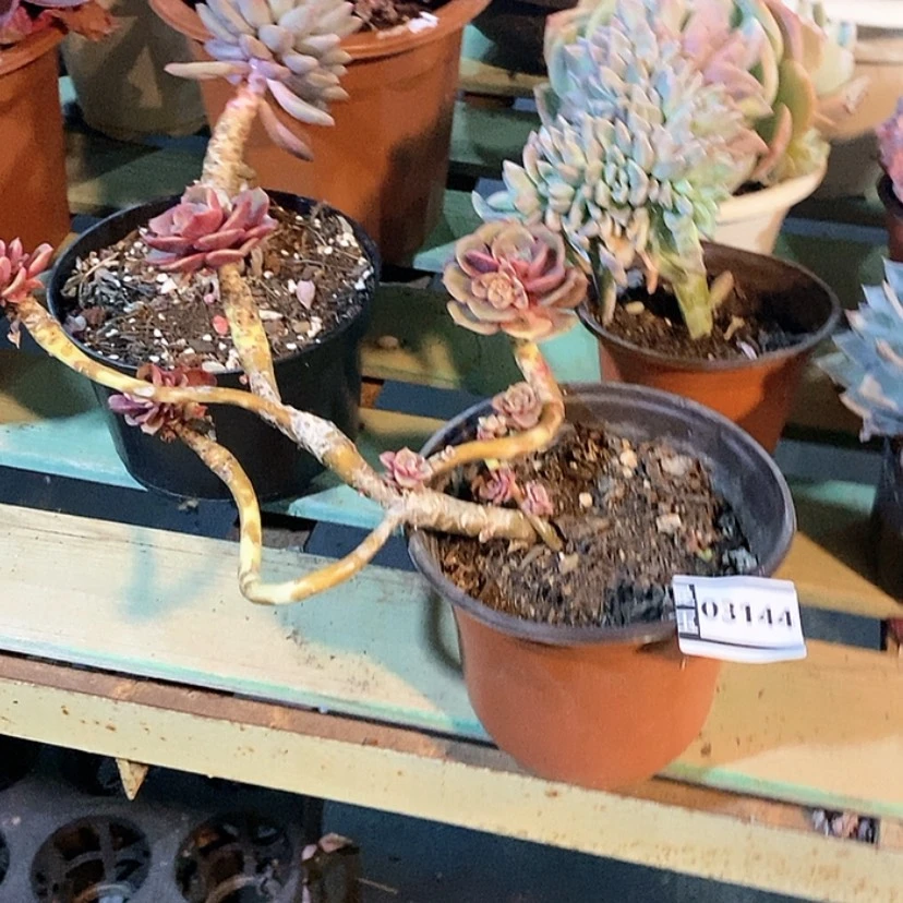 【闪购商品】大红袍03144