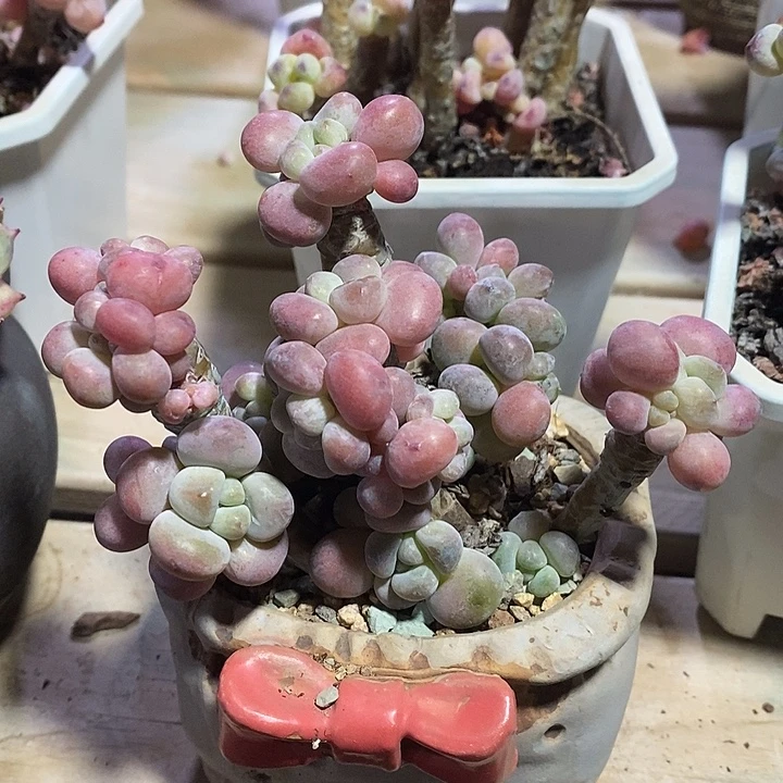 胭脂精品多肉罗琦011