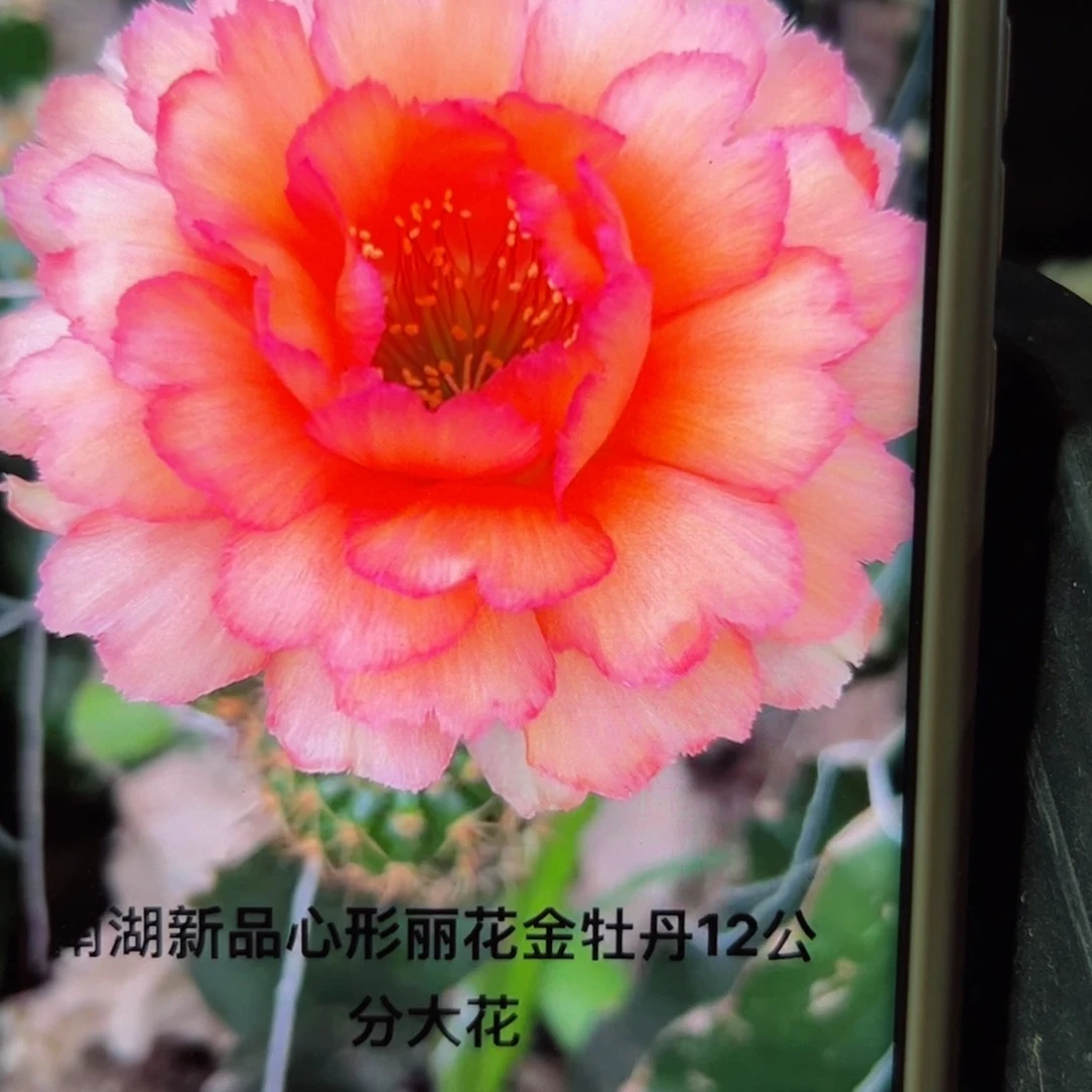 下48丽花金牡丹歪无根侧芽3公分左右20包邮