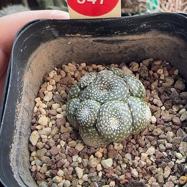 自根松露玉群一颗3.4cm